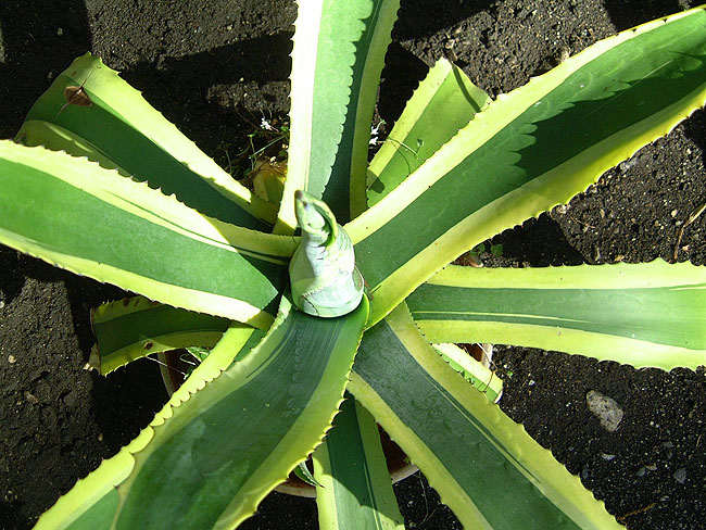 image/agave-64.jpg