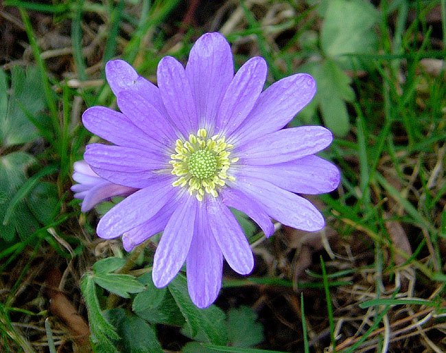 image/blaa_anemone-02.jpg