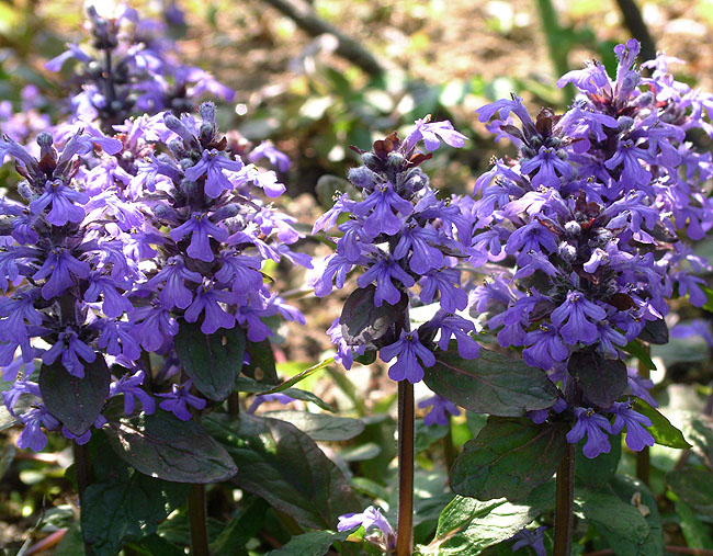 image/blaa_blomster-01.jpg