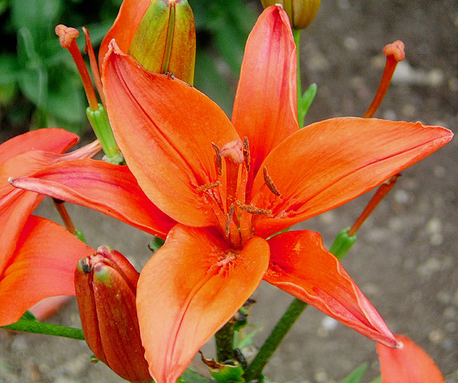 image/blomst-07.jpg