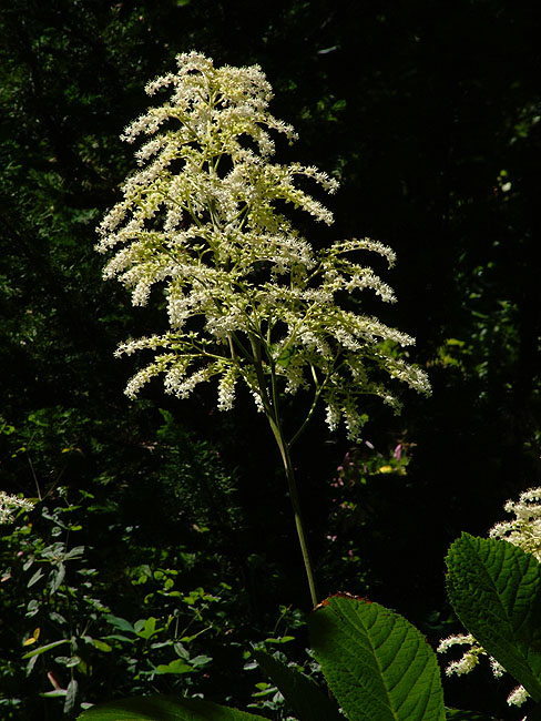 image/blomst-41.jpg
