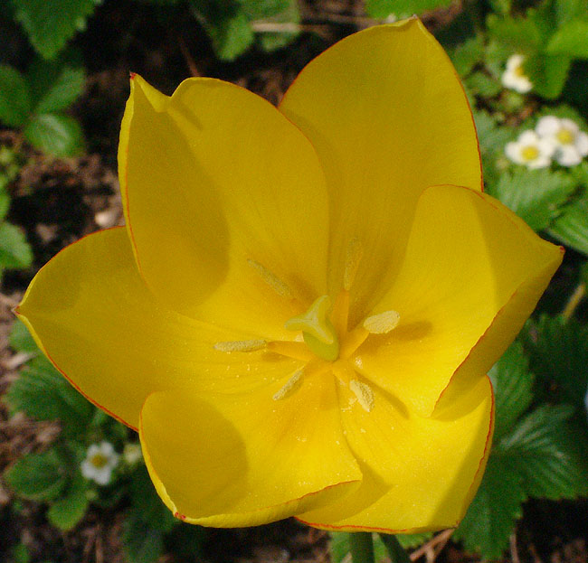 image/gul_tulipan-25.jpg