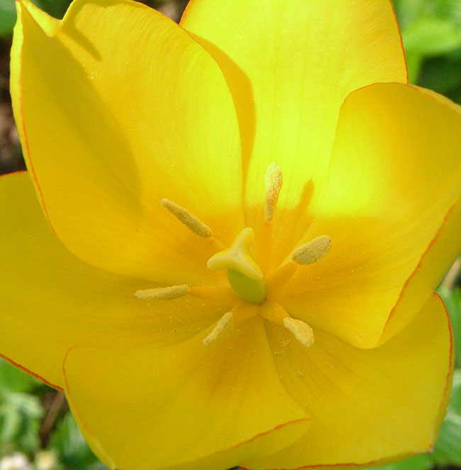 image/gul_tulipan-26.jpg
