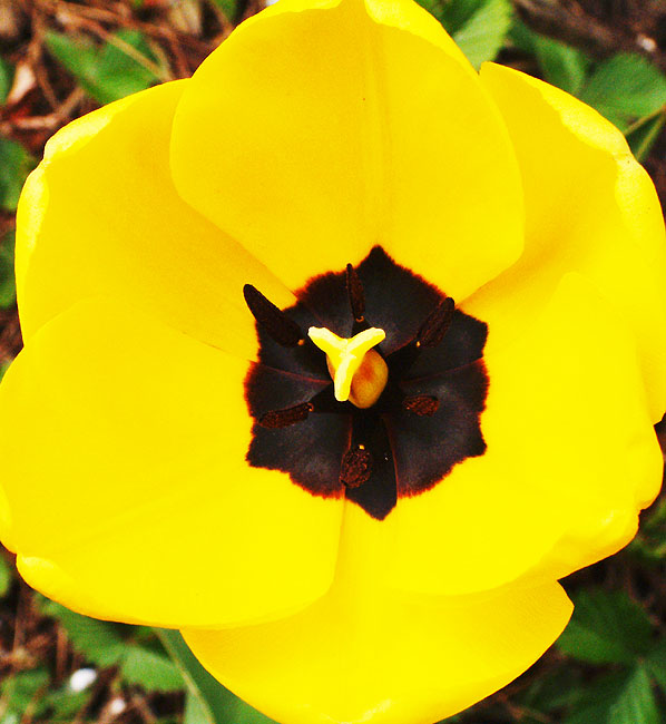 image/gul_tulipan-27.jpg