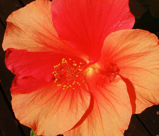 image/hibiskusblomst-55.jpg