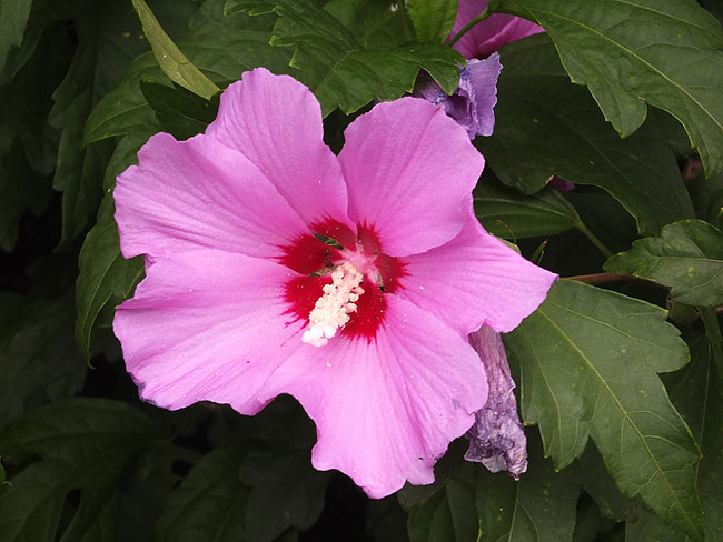 image/hibiskusblomst-572.jpg