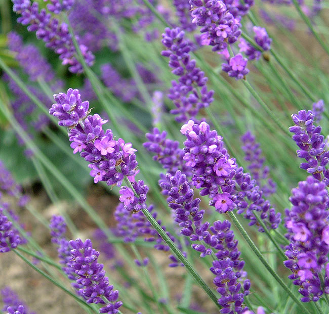 image/lavendel_blomster-12.jpg