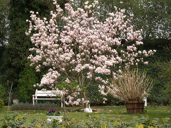 image/magnolie-805.jpg