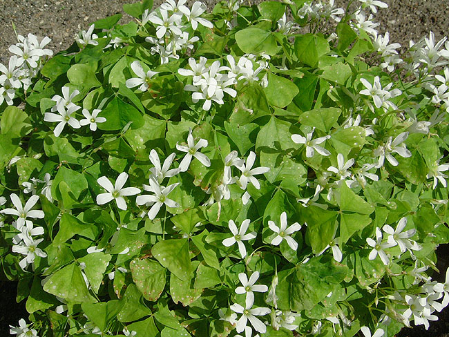 image/potteplante_blomster-11.jpg