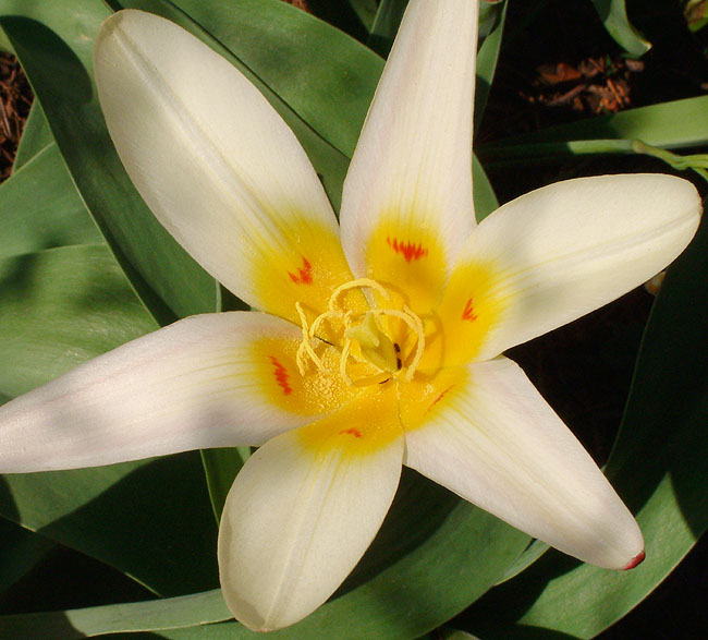 image/tulipan-76.jpg