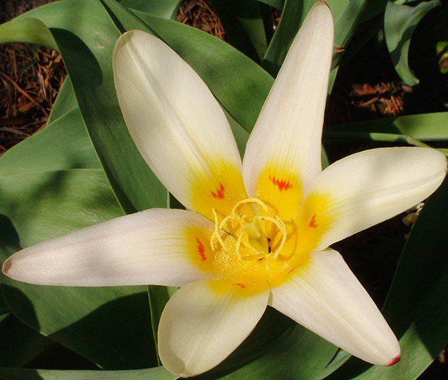 image/tulipan-77.jpg