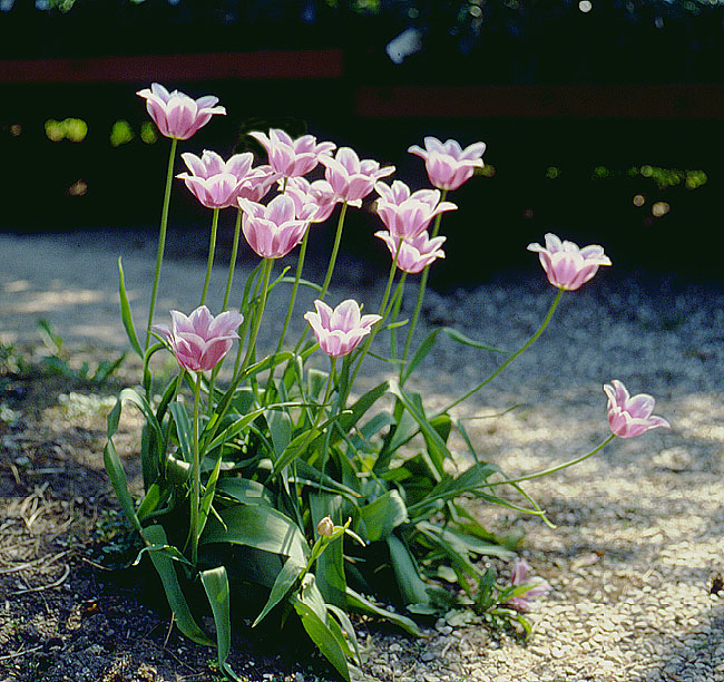 image/tulipaner-01.jpg