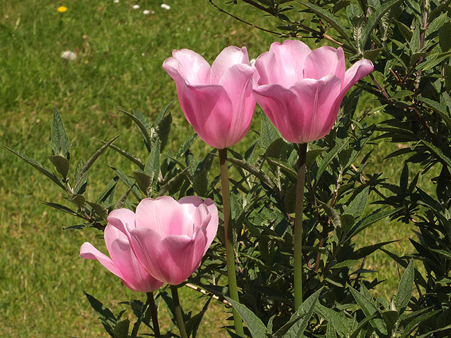 image/tulipaner-381.jpg
