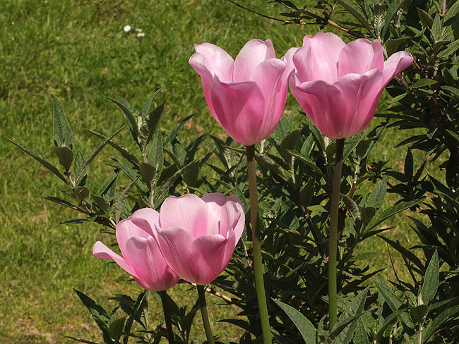 image/tulipaner-382.jpg