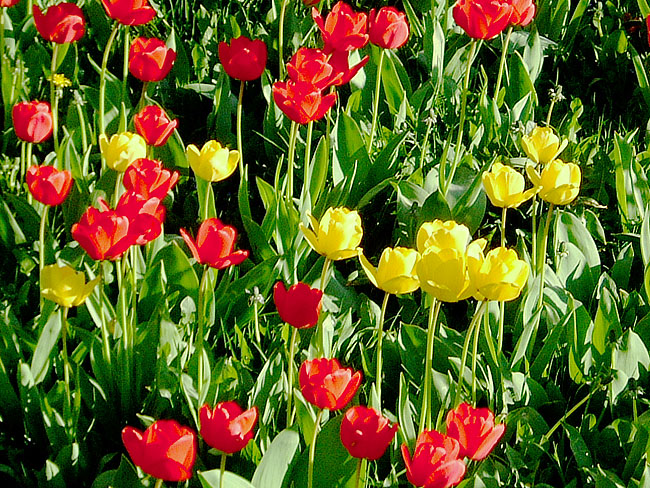 image/tulipaner-54.jpg