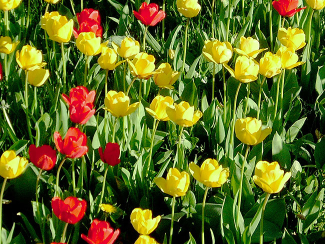 image/tulipaner-55.jpg