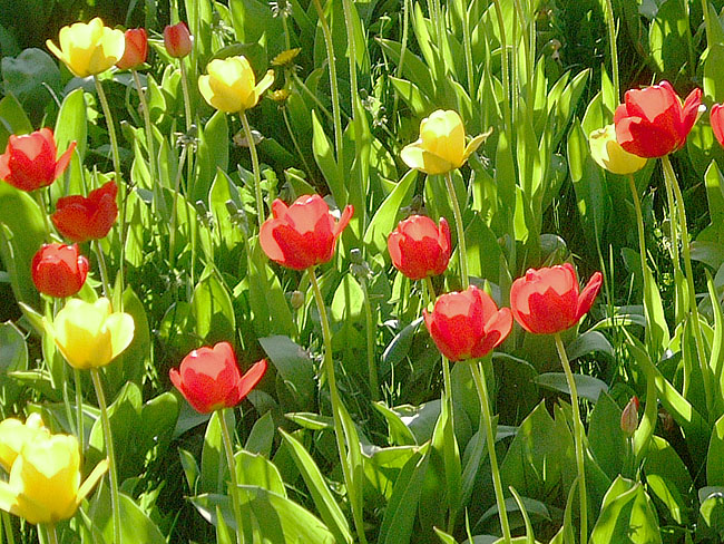 image/tulipaner-56.jpg