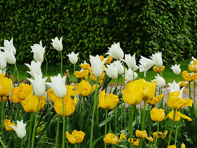 image/tulipaner-80.jpg