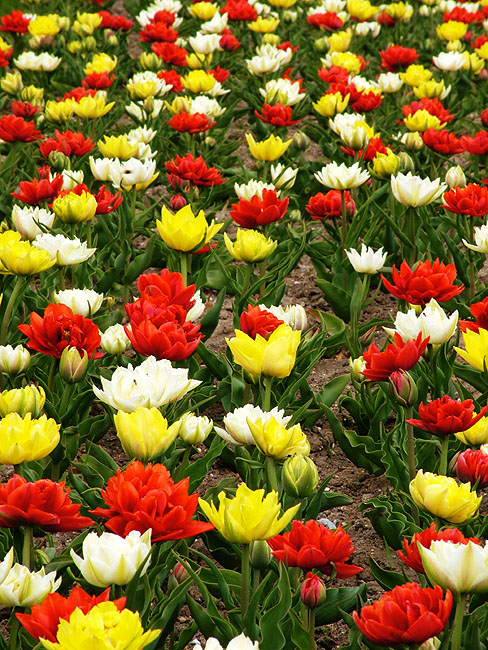 image/tulipaner-84.jpg