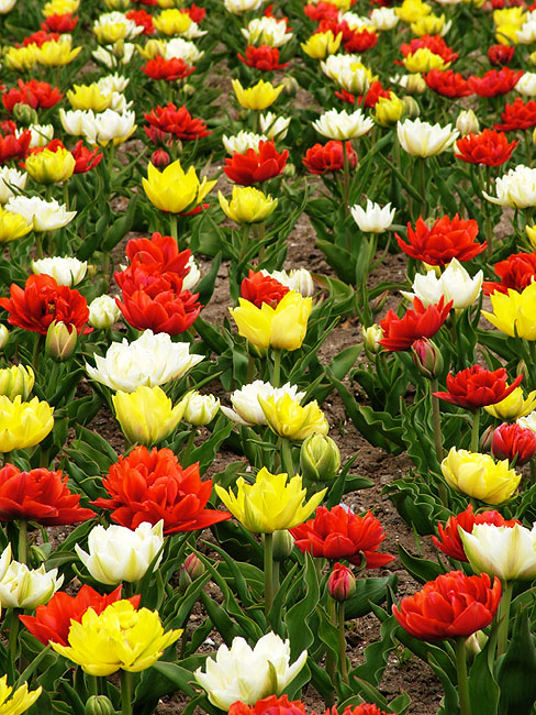 image/tulipaner-85.jpg