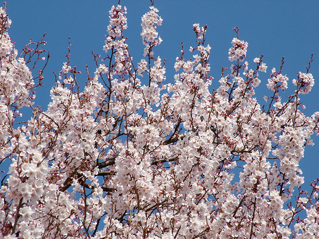 image/kirsebaer_blomster-51.jpg
