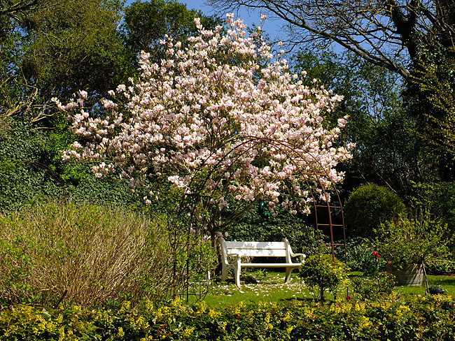image/magnolie-633.jpg