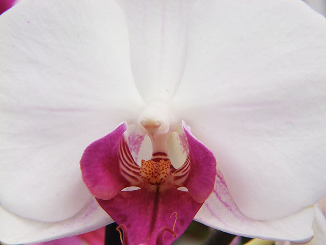 image/orkide-593.jpg