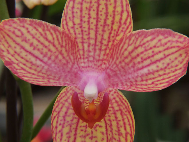 image/orkide-598.jpg