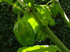 image/_chiliplante-14.jpg