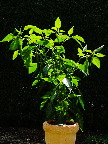 image/_chiliplante-16.jpg