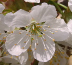 image/_kirsebaer_blomst-71.jpg