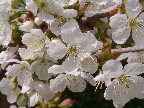 image/_kirsebaer_blomster-70.jpg