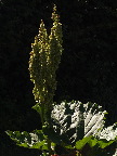 image/_rabarber_blomst-973.jpg