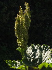 image/_rabarber_blomst-976.jpg