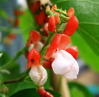 image/_stangboenne_blomster-61.jpg