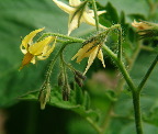 image/_tomatblomster-84.jpg