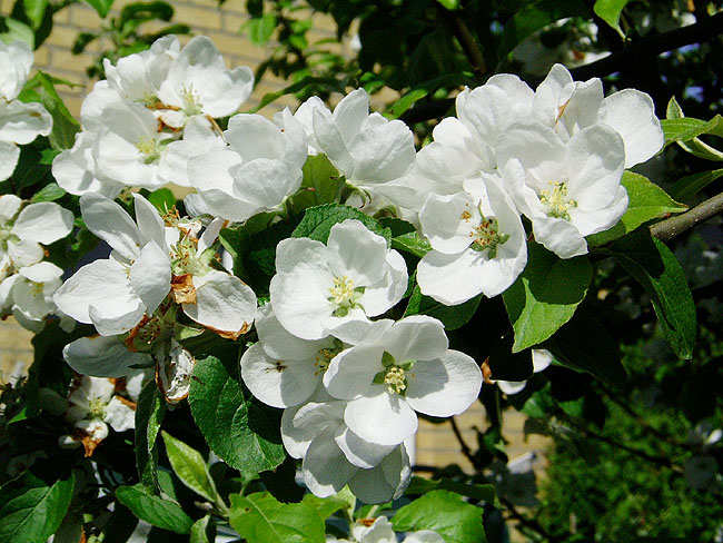 image/aebleblomster-04.jpg