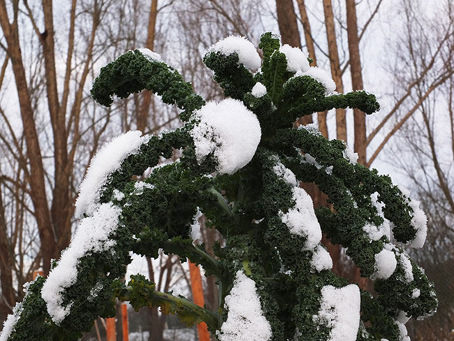 image/groenkaal-841.jpg