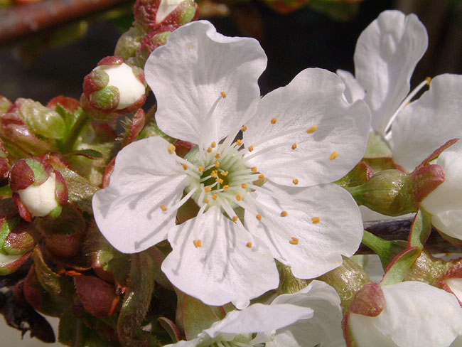 image/kirsebaer_blomst-72.jpg
