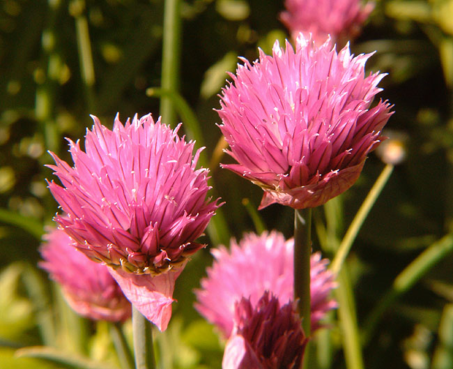 image/purloeg_blomstrer-31.jpg