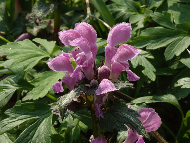 image/blomster-108.jpg