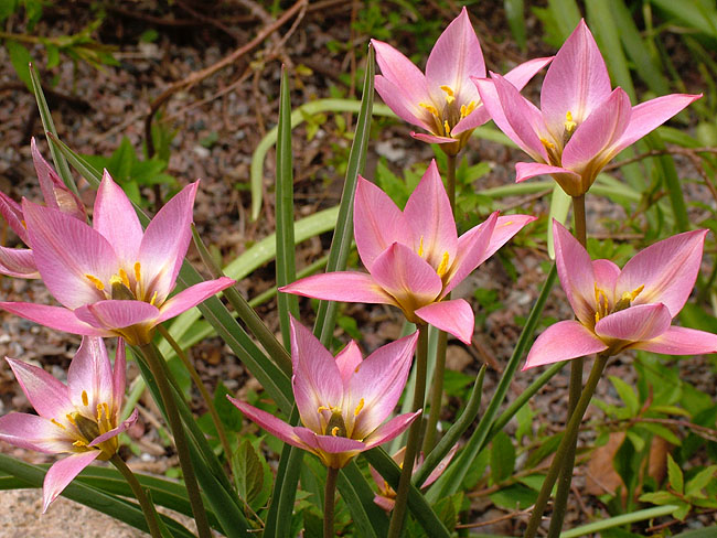 image/botaniske_tulipaner-01.jpg