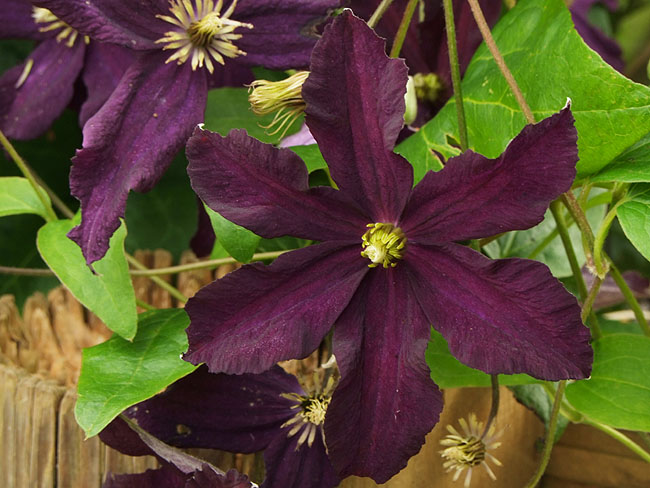 image/clematis-294.jpg