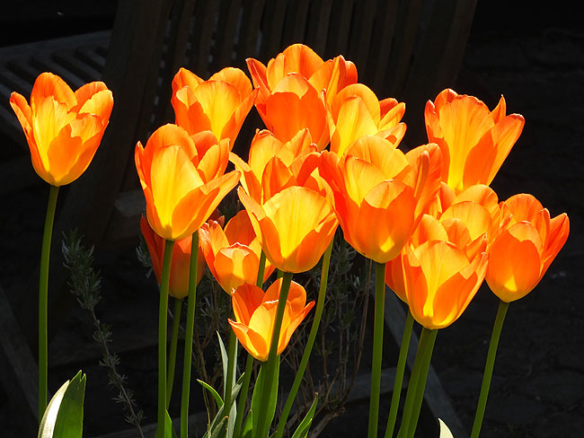 image/tulipaner-8611.jpg