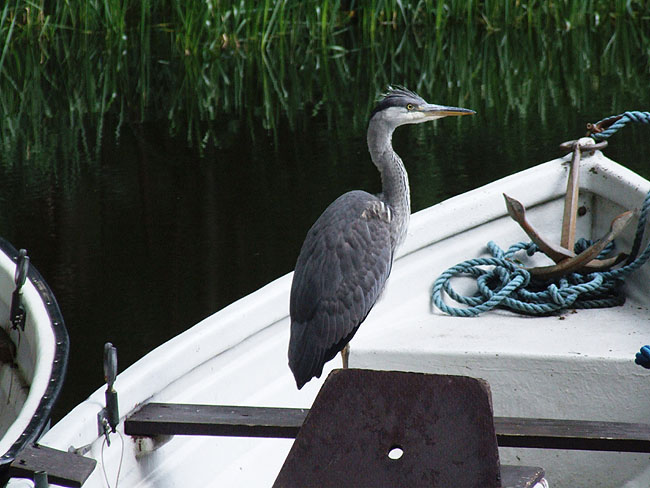 image/lystfiskeriforeningen-010.jpg