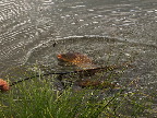 image/_karpefiskere-0439.jpg