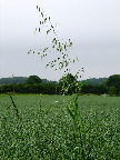 image/_flyvehavre-070.jpg