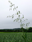 image/_flyvehavre-071.jpg