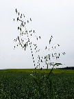 image/_flyvehavre-074.jpg