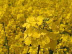 image/_raps_blomst-66.jpg